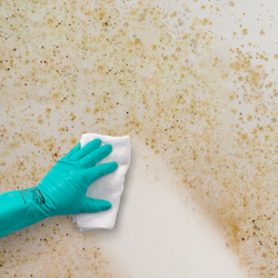 Dryzone Mould Removal Kit