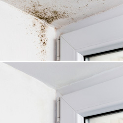 Dryzone Mould Removal Kit