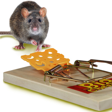 Big Cheese