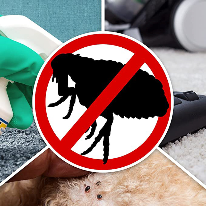 NOPE CP Carpet Beetle Killer Spray (5 L) Fast-acting, Odourless, Repellent  and Disinfectant Carpet Beetle Spray. HSE Approved