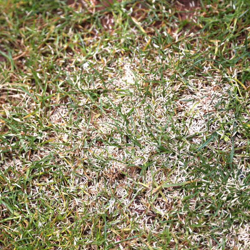 Turfline Grass Seed