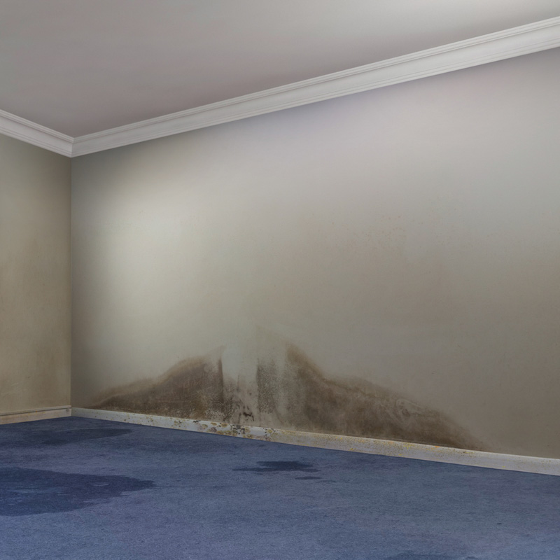 Dryzone AntiMould Emulsion Paint 1L Magnolia Toolstation